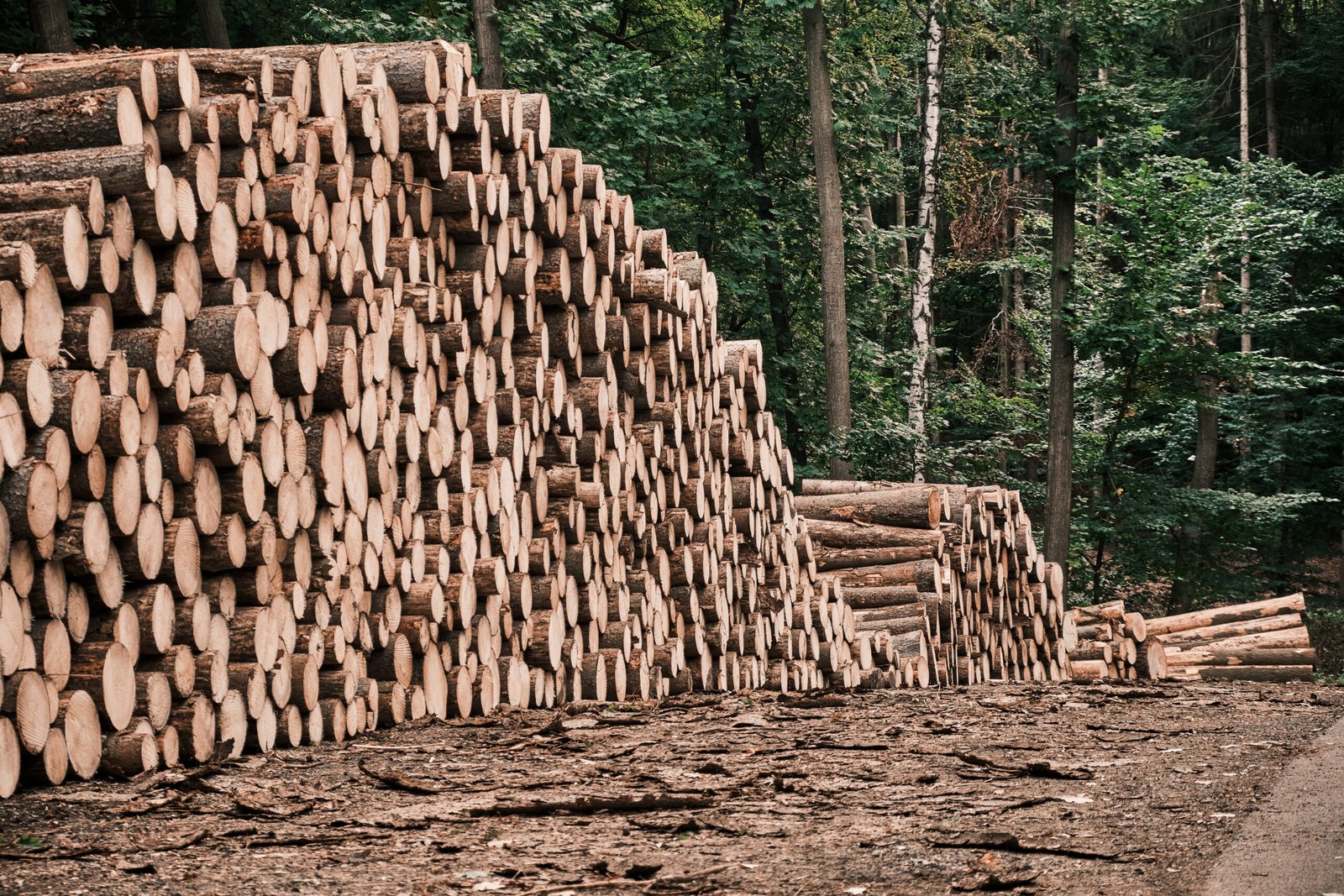 Selected teak timber prepared for production