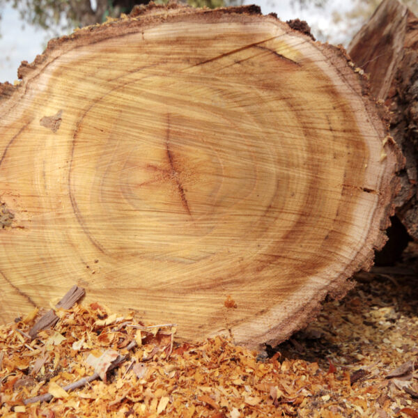 Sawn Timber & Kayu Solid